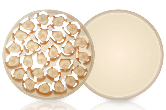 AMBARINO Hybrid Glass Ceramic - Monochromatic